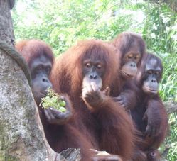 As close as you can get! Morning at the Singapore Zoo with optional Jungle Breakfast with Orangutans