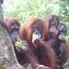 As close as you can get! Morning at the Singapore Zoo with optional Jungle Breakfast with Orangutans