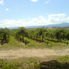 Yering Farm Vines Yarra Valley Wine Experience in Melbourne