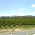 Domaine Chandon Vines Yarra Valley Wine Experience in Melbourne
