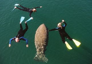 Swimming with Manatees in Florida Swim with Manatees at Crystal River plus Airboat Adventure