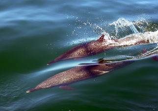 Spotted Dolphins Day Sailing on Banderas Bay