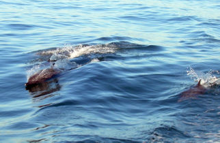 More Spotted Dolphins Day Sailing on Banderas Bay