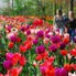 Amsterdam's Keukenhof Gardens Tulip Flowerfields and Keukenhof Garden Tour from Amsterdam