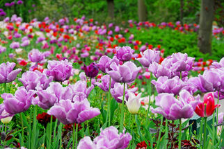 Amsterdam's Keukenhof Gardens Tulip Flowerfields and Keukenhof Garden Tour from Amsterdam