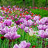 Amsterdam's Keukenhof Gardens Tulip Flowerfields and Keukenhof Garden Tour from Amsterdam