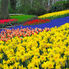 Amsterdam's Keukenhof Gardens Tulip Flowerfields and Keukenhof Garden Tour from Amsterdam