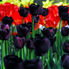 Amsterdam's Keukenhof Gardens Tulip Flowerfields and Keukenhof Garden Tour from Amsterdam