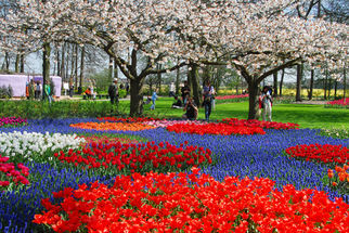 Trees & Flowers at Keukenhof Tulip Flowerfields and Keukenhof Garden Tour from Amsterdam