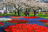 Tulip Flowerfields and Keukenhof Garden Tour from Amsterdam