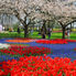 Trees & Flowers at Keukenhof Gardens Tulip Flowerfields and Keukenhof Garden Tour from Amsterdam