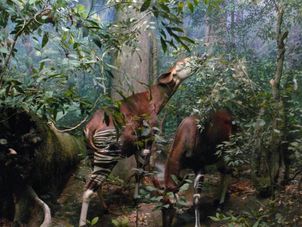 A photo from the National History Museum New York New York CityPass