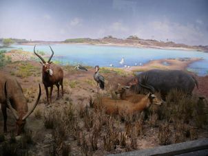 Aonther photo from the National History Museum in New York New York CityPass