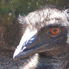 Emu Sydney Taronga Zoo's Wild Australia Experience