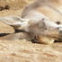 Kangaroo Sydney Taronga Zoo's Wild Australia Experience
