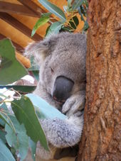 P8260617 Sydney Taronga Zoo's Wild Australia Experience