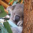 Koala Sydney Taronga Zoo's Wild Australia Experience