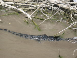 Alligator in Everglades Overnight Swim with Dolphins and Everglades Airboat Adventure