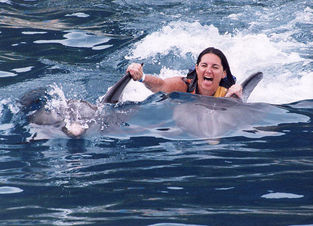 Oahu Dolphin Swim Hawaii Dolphin Royal Swim