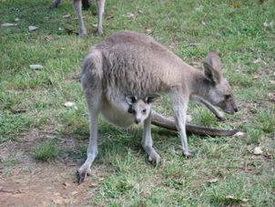 Who's this? Blue Mountains Deluxe Small Group Ecotour