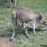 Who's this? Blue Mountains Deluxe Small Group Ecotour