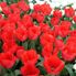 Keukenhof Tulip Flowerfields and Keukenhof Garden Tour from Amsterdam