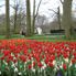 Keukenhof Gardens Tulip Flowerfields and Keukenhof Garden Tour from Amsterdam