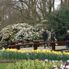 First day opening - Keukenhof Garden Tulip Flowerfields and Keukenhof Garden Tour from Amsterdam