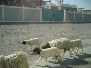 Sheep Day Tour to the East Coast - Orient Express