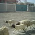 Sheep Day Tour to the East Coast - Orient Express