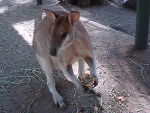 Featherdale Wildlife Park Blue Mountains and Australian Wildlife Encounter Motorcoach Day Tour