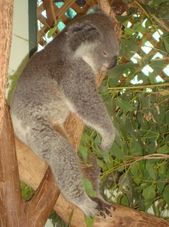Cute Koala Blue Mountains and Australian Wildlife Encounter Motorcoach Day Tour