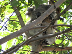 Taronga Zoo See Sydney and Beyond Smartvisit Card