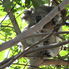 Taronga Zoo See Sydney and Beyond Smartvisit Card