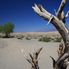 Near the sand dunes Death Valley Day Tour