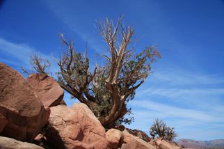 Vegatation at the Grand Canyon Grand Canyon West Rim Combo: Luxury SUV, Helicopter and Boat