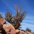 Vegatation at the Grand Canyon Grand Canyon West Rim Combo: Luxury SUV, Helicopter and Boat