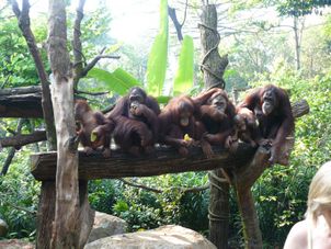Breakfast at Singapore Zoo Morning at the Singapore Zoo with optional Jungle Breakfast with Orangutans