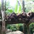 Breakfast at Singapore Zoo Morning at the Singapore Zoo with optional Jungle Breakfast with Orangutans