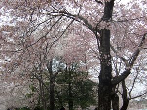 Cherry Blossom in DC 2-Day Grand Tour of Washington DC