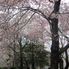 Cherry Blossom in DC 2-Day Grand Tour of Washington DC
