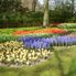 Outdoor Gardens Tulip Flowerfields and Keukenhof Garden Tour from Amsterdam