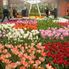 Indoor Exhibit Tulip Flowerfields and Keukenhof Garden Tour from Amsterdam