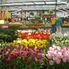 Indoor Exhibit Tulip Flowerfields and Keukenhof Garden Tour from Amsterdam