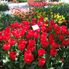 Vivid red extra large tulips at Keukonhof Tulip Flowerfields and Keukenhof Garden Tour from Amsterdam