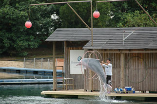 Pink Dolphins Afternoon Till Sunset at Sentosa Island - Singapore