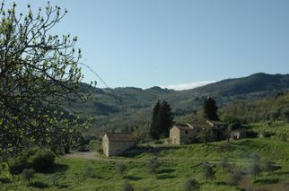 Olive trees Chianti Region with Wine Tasting Afternoon Tuscany Tour from Florence