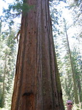 Yosemite - Giant Sequoia Tree Yosemite National Park