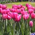 Tulips Tulip Flowerfields and Keukenhof Garden Tour from Amsterdam