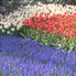 Flowers Tulip Flowerfields and Keukenhof Garden Tour from Amsterdam